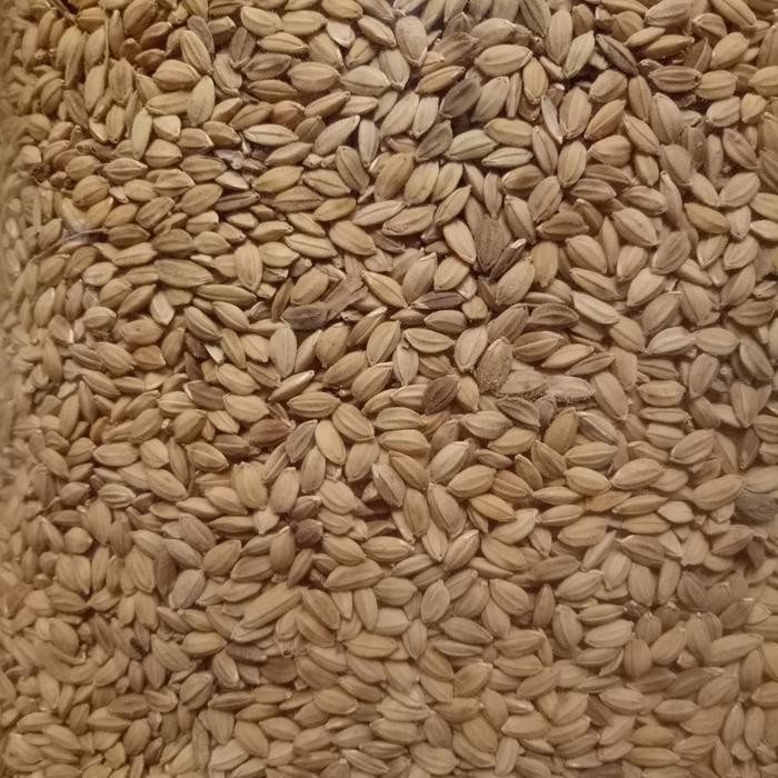 ces0- Gabah Bangkok 1 Kg Pakan Perkutut / Lovebird