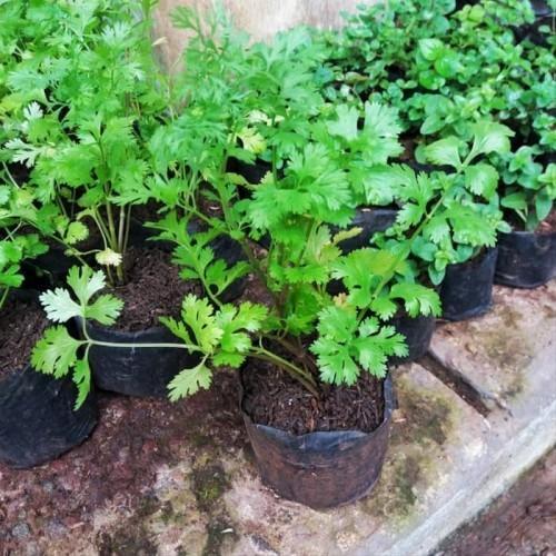 TERJAMIN 25 Biji Benih Herb Coriander Daun Ketumbar Favor Sri Tani Mulyo