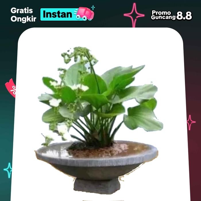 

Tanaman hias melati air tanaman yg hidup di air