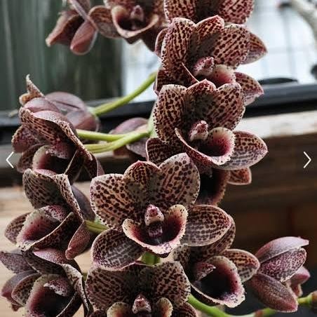 PROMO Anggrek Catasetum Fdk Bakers Black Hole