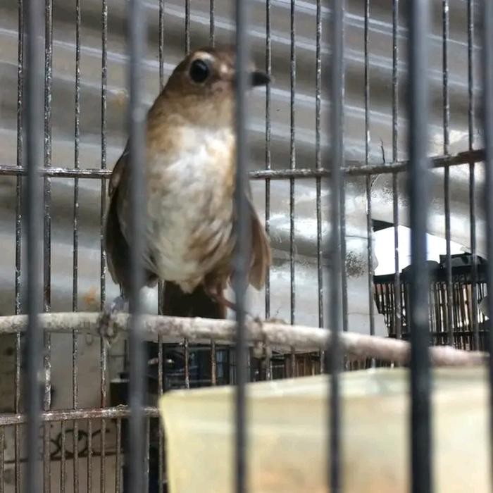 burung jongkangan cingcoang gacor