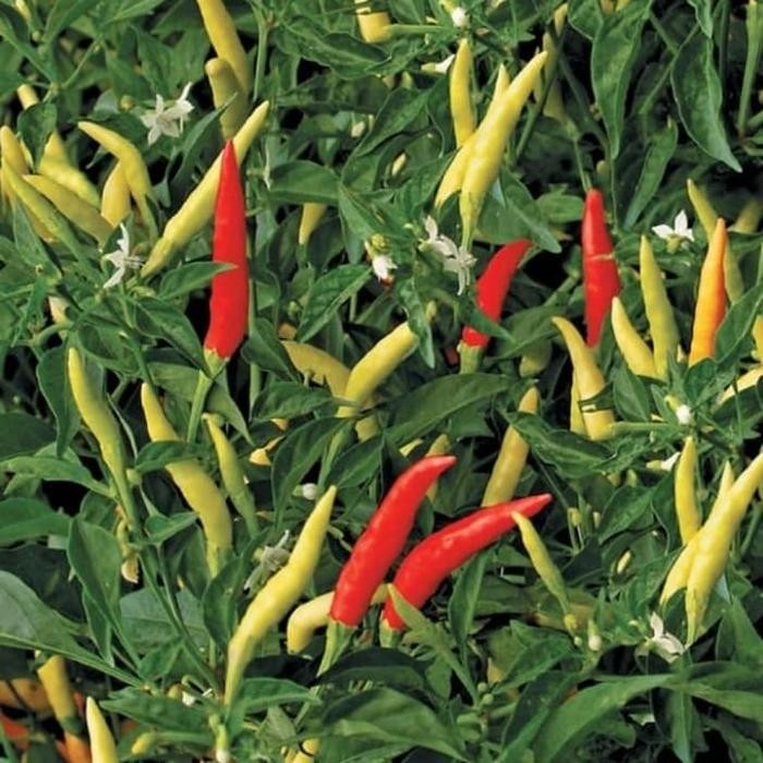 Bibit Tanaman Cabe Rawit / Pohon Cabe Rawit Setan Runcing