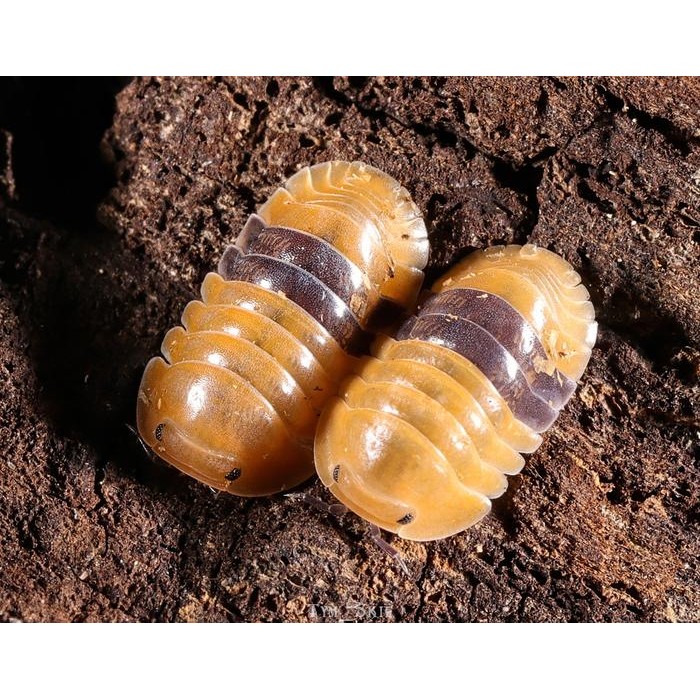 Isopod Cubaris Sp Amber Ducky Isopod - Isopoda Darat Untuk Terrarium