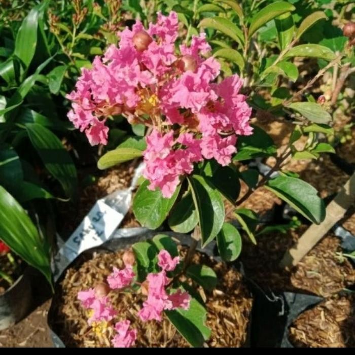 Bibit Bunga Sakura Mikro Bunga Sakura Mini Bahan Bonsai