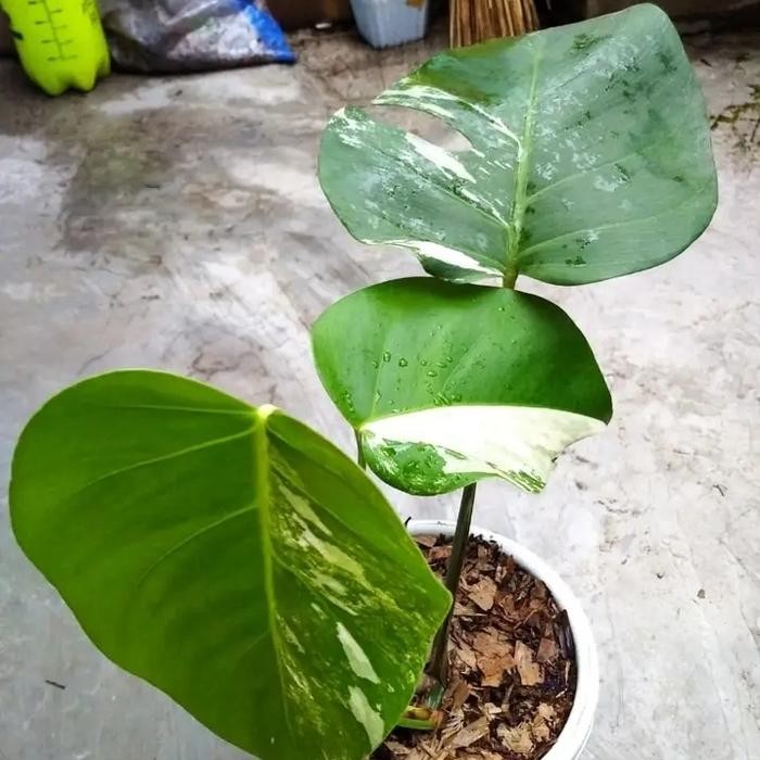 [ monstera deliciosa variegata ]