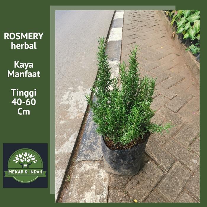 BIBIT F1 TANAMAN ROSMERY/ROSEMARY RIMBUN, PENGUSIR NYAMUK