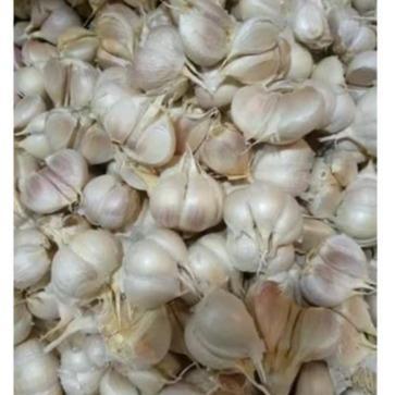 bawang putih kating bersih bawang putih kating bawang kating potekan bawang cutting - KATING 500 GR