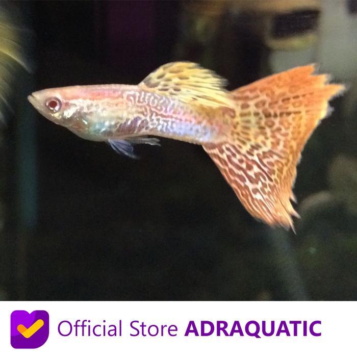 IKAN HIAS GUPPY ALBINO SNAKESKIN MOSAIC SNAKE SKIN AIR TAWAR