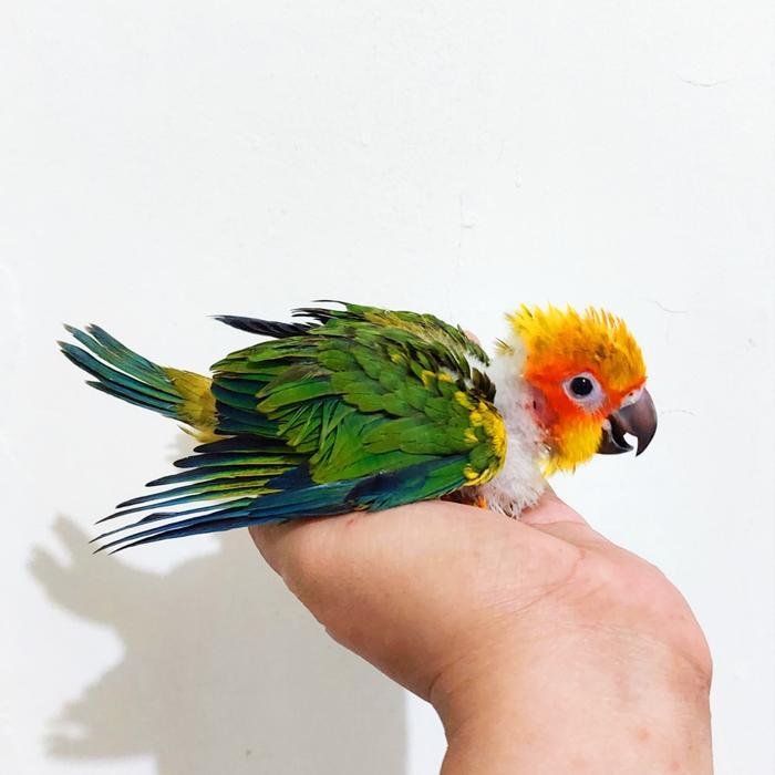 Jayus - Burung Baby Sun Conure Ternakan Lokal