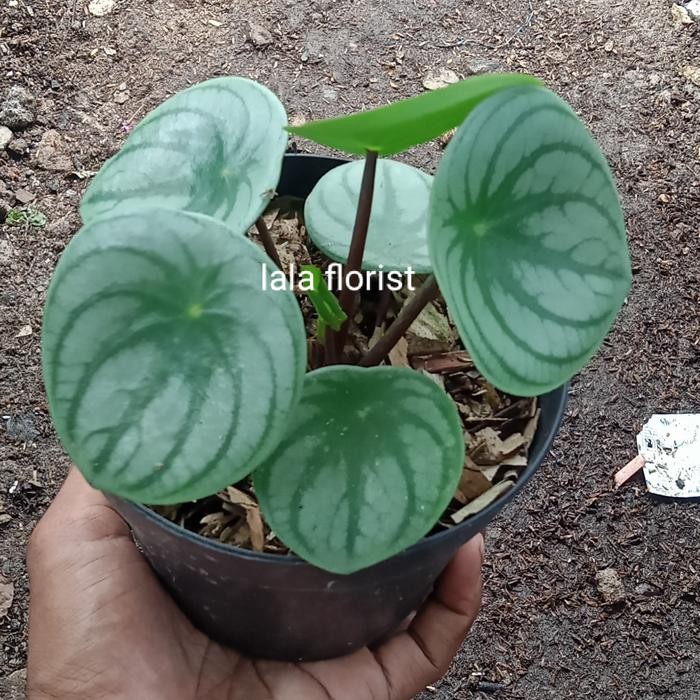 

tanaman hias peperomia/watermelon silver