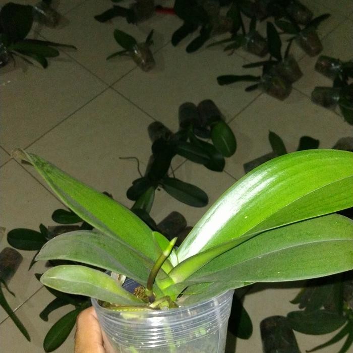 Jlterang Anggrek Bulan Spike Siap Berbunga - Anggrek Bulan Spike/Knop - Anggrek