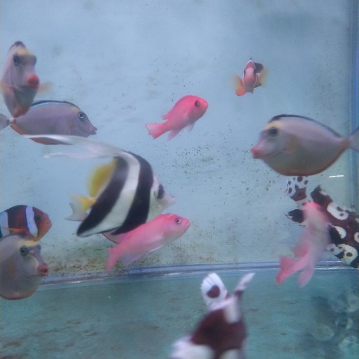 IKAN LAYARAN KUNING IKAN HIAS AIR LAUT