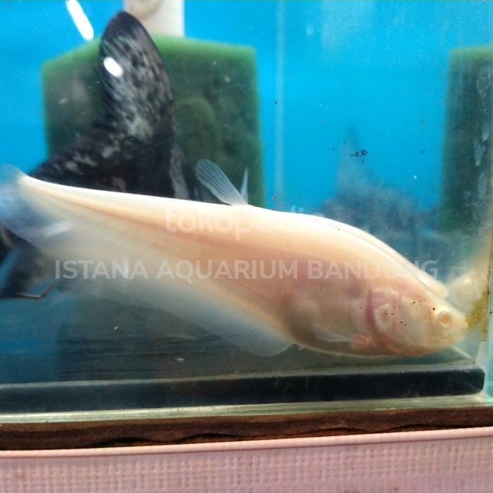 belida albino mata merah