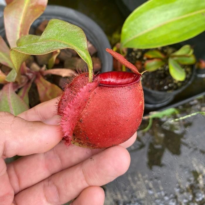 kantong semar/nepenthes viking x ampullaria
