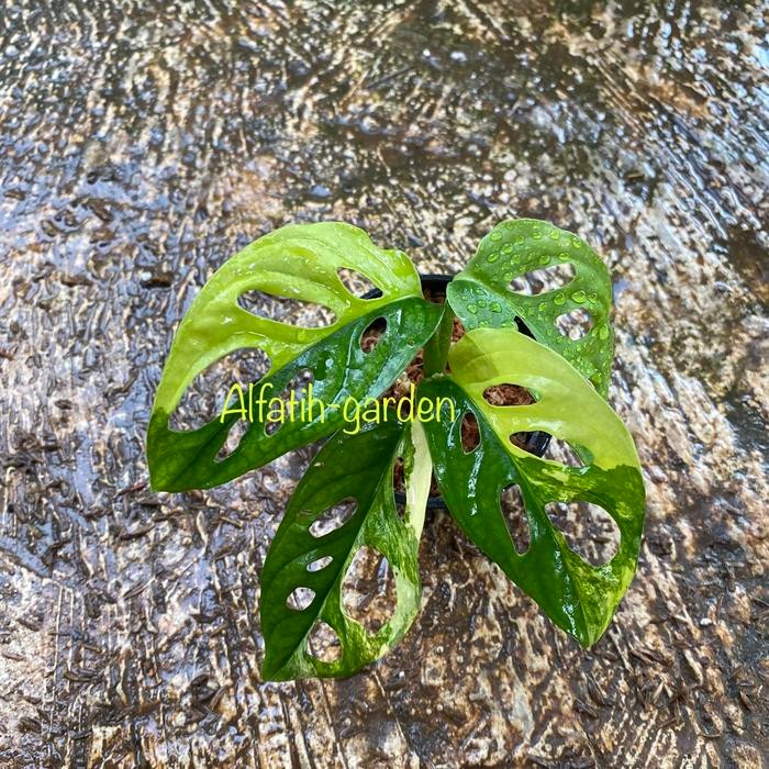 Stok Baru monstera adansonii variegata yellow jepang