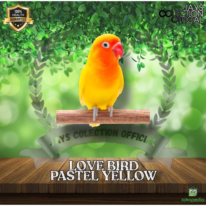 Phoenix Petindo - Burung Lovebird Pastel Kuning