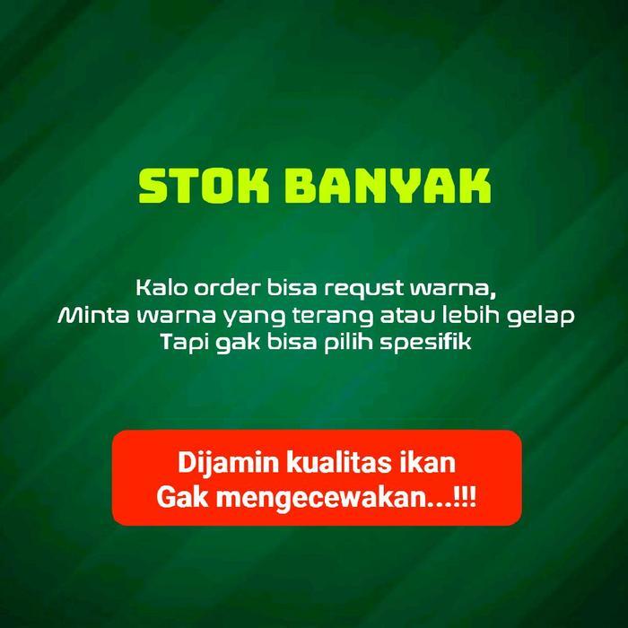 Ikan Koi Blitar Jenis Chagoi / Rumah Koi Jakarta / kode 003