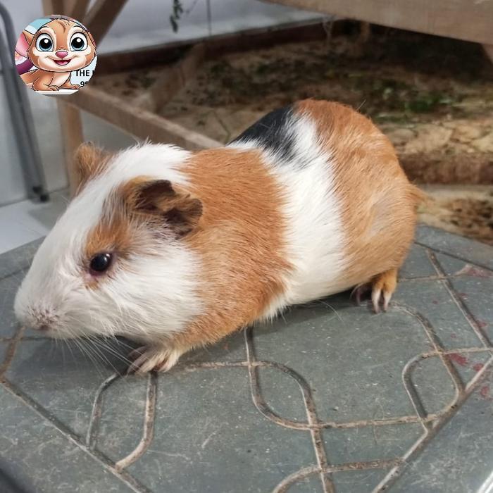 Marmut Hias Lokal Jinak Lucu