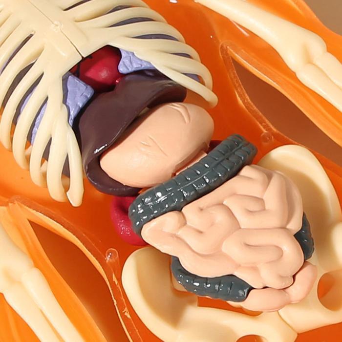Human Body Anatomy Model Mainan Dokter Mainan Tengkorak Human Organs