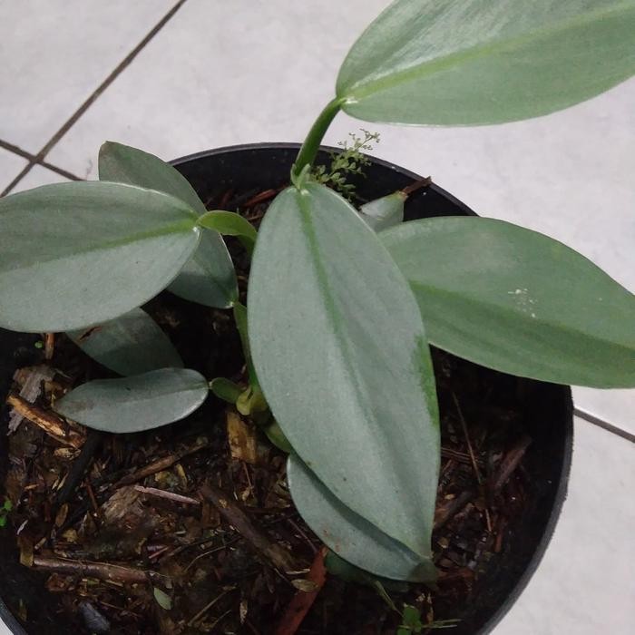 

tanaman hias philo hastatum