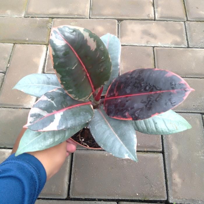 SM- Tanaman hias Ficus Ruby Burgundy Variegata / Ficus Elastica Varigata