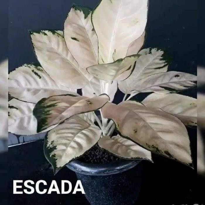 SM-  TANAMAN HIAS aglonema kochin ESCADA aglonema kochin