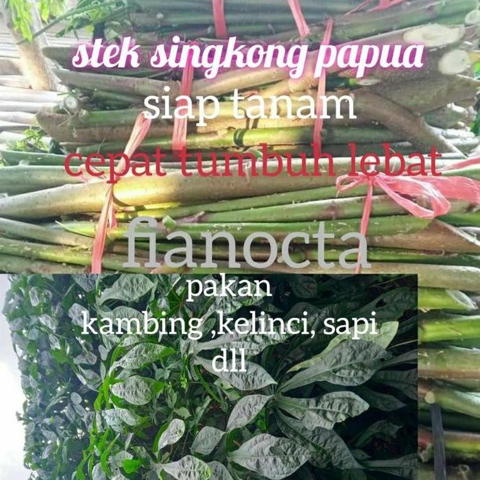 LIMITED EDITION bibit daun singkong papua / telo papua per 1kg