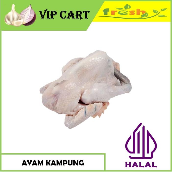 Pilihan- Ayam Kampung Fresh Langsung Potong - Ayam Segar