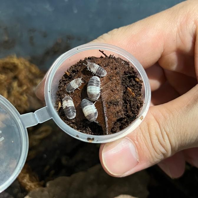 Pilihan- Panda King Isopod / Cubaris Panda King Isopod / Cubaris Sp