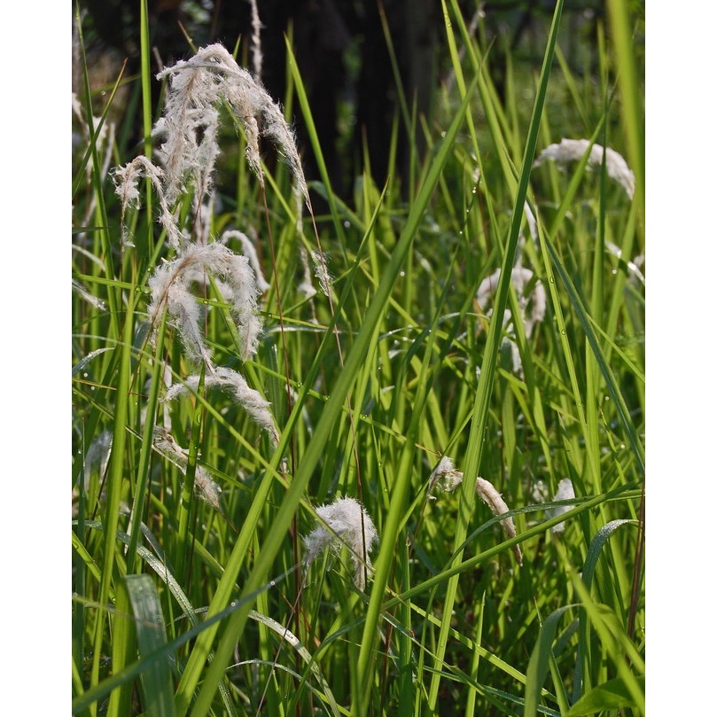 Terlaris - 2500 Bibit Benih Bunga Ilalang