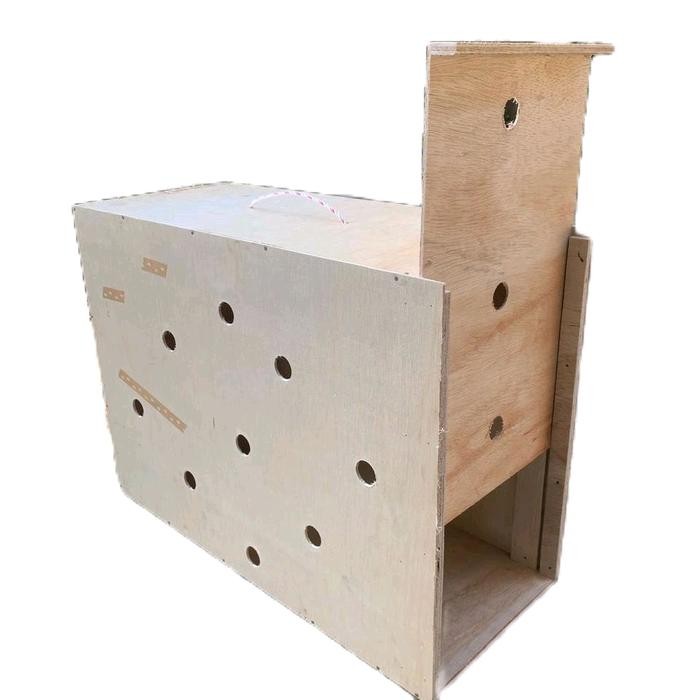 BOX PENGIRIMAN AYAM BANGKOK BOK AYAM KISA AYAM JAGO