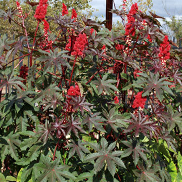 Flash Sale - 1000 Gram Daun Jarak Kepyar Merah Segar