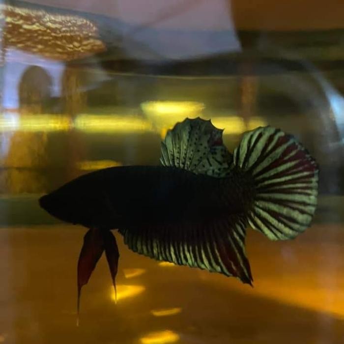 Ikan Cupang Aduan/Fighter Import Thailand Sakai Terbatas