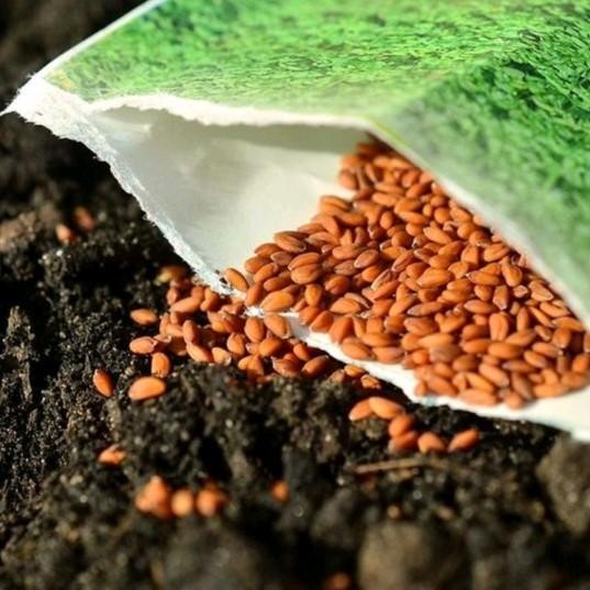 BENIH MANGGA MIYAZAKI BERKUALITAS