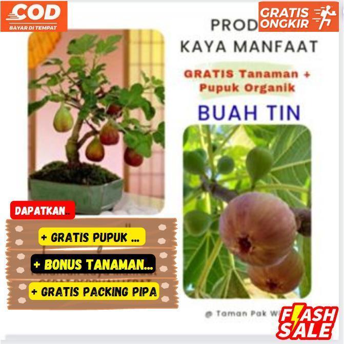 Bibit buah tin sudah berbuah