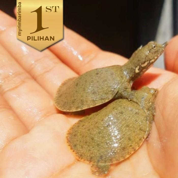Labi Labi Bulus Size (S) Kura Kura Reptil Hiasan Aquarium Aquascape