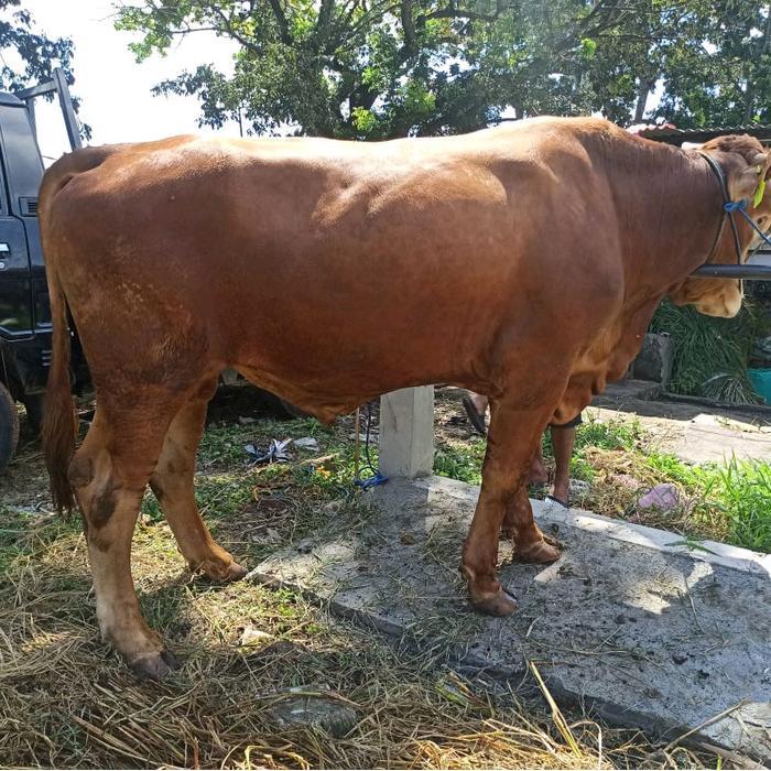 Ready Terlaris Hewan Qurban Sapi. Timbang Hidup. Harga Per Kg Promo Murah