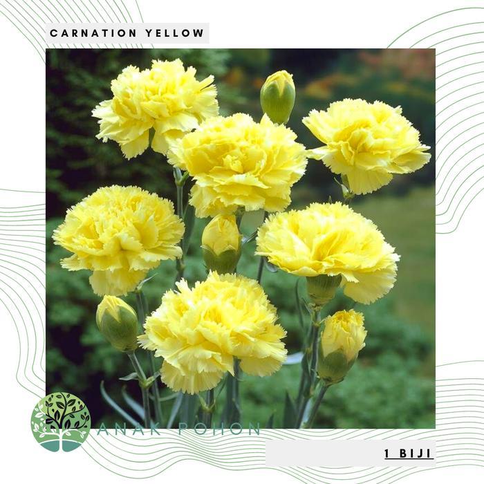 Benih Bibit Biji - Carnation Yellow Bunga Anyelir Kuning Flower Seeds - IMPORT Benih Biji