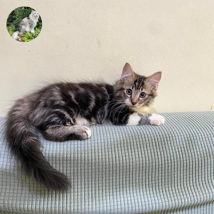 kucing Mainecoon kitten jantan ganteng marble