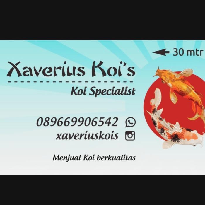 Vista - Paket Ikan Koi 5 Ekor 16-19 Cm, Pilihan Murah Meriah.