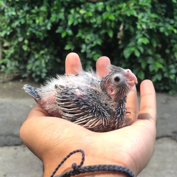 Jayus - Falk / Cockatiel / White Face