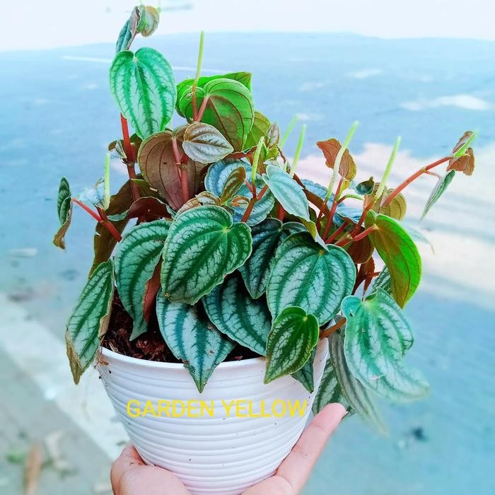 

TANAMAN HIAS PEPEROMIA BUNTINGII / TANAMAN CANTIK + POT DAN BATU