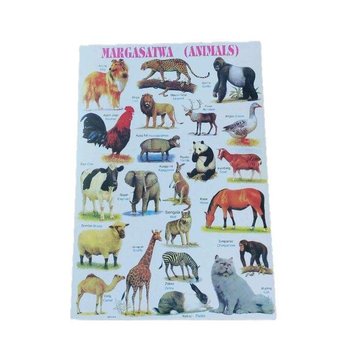 Poster Edukasi Hewan Binatang Jinak Buas Animals Animal Mainan Murah