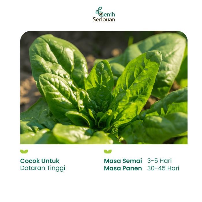 SPECIAL 25 Benih Bayam Jepang Horenso Bibit Sayuran Horenzo Organik Unggul