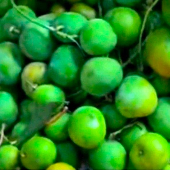 

Pilihan- Mangga Muda Apel Baru Petik Dari Pohon Segar Danfrees, Cocok D Bikin Rujak/Petis