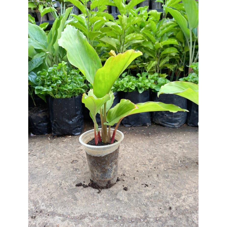 Bibit Kunyit Hitam 2tunas