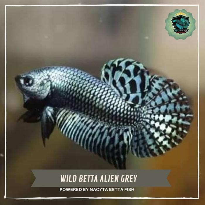 WILD BETTA ALIEN GREY / IKAN CUPANG ALIEN / WILD BETTA ALIEN HYBRID