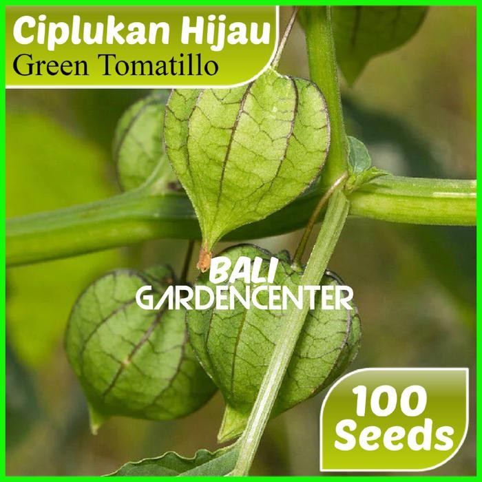 TERMURAH Benih Biji Ciplukan - Ciplukan Hijau READY STOCK