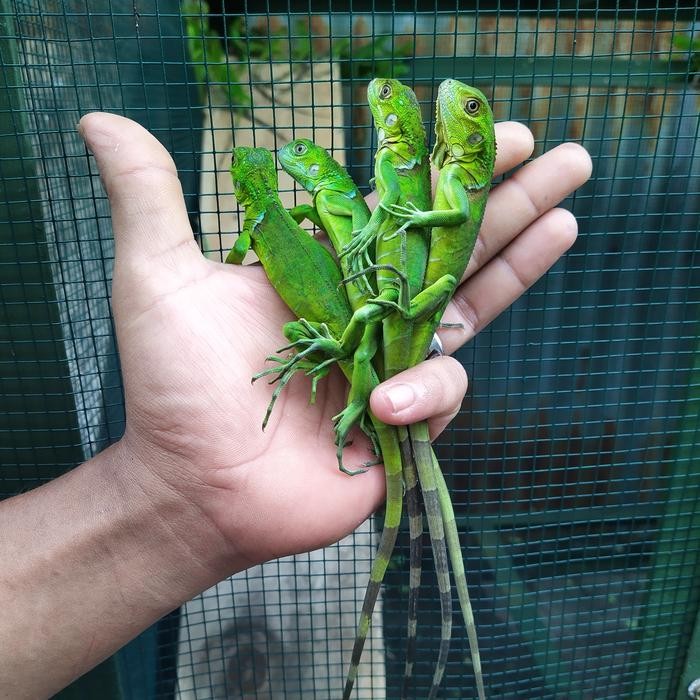 BERKUALITAS Mainan Anak Green Iguana Baby