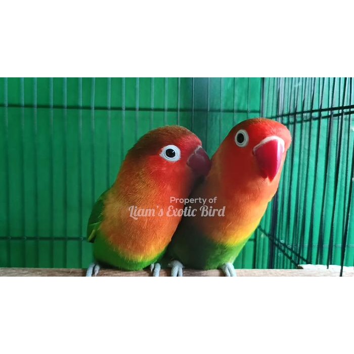t00e- Burung Lovebird Josan Sepasang